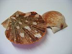 PECTEN PIXIDATA